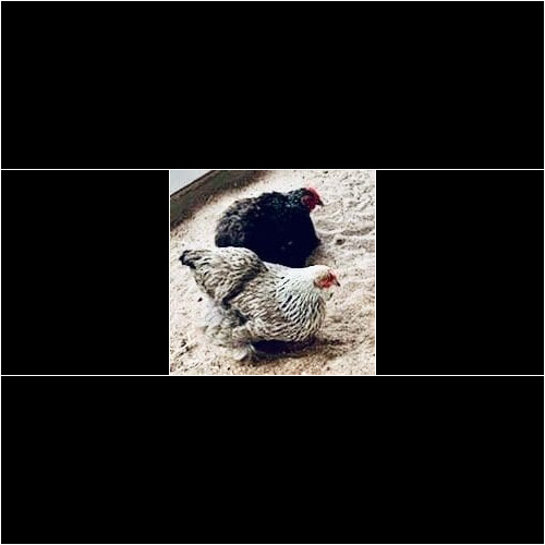 Furbabies & Friends pet sitters provide care for all animals, including chickens in Peoria, AZ.