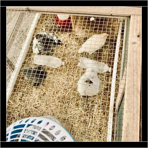 Furbabies & Friends pet sitters provide care for all animals, including chickens in Peoria, AZ.