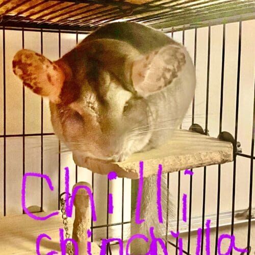 FurBabies & Friends is happy to provide in home pet sitting services for all types of pets, including Chinchillas in Phoenix, AZ.