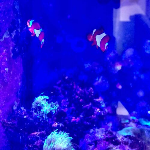 Clownfish in an aquarium during a pet sitting visit in Glendale Arizona