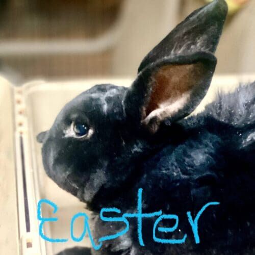 Black rabbit during an in-home check-in pet sitting visit in Glendale Arizona