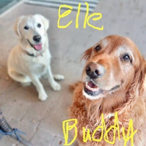 Multiple dogs receiving overnight in-home pet sitting care together in Glendale Arizona