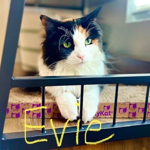 Black and white cat named Evie during a drop-in pet sitting visit in Phoenix Arizona
