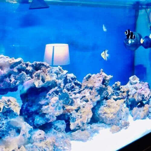 Saltwater fish receiving feeding during an overnight in-home pet sitting visit in Glendale Arizona