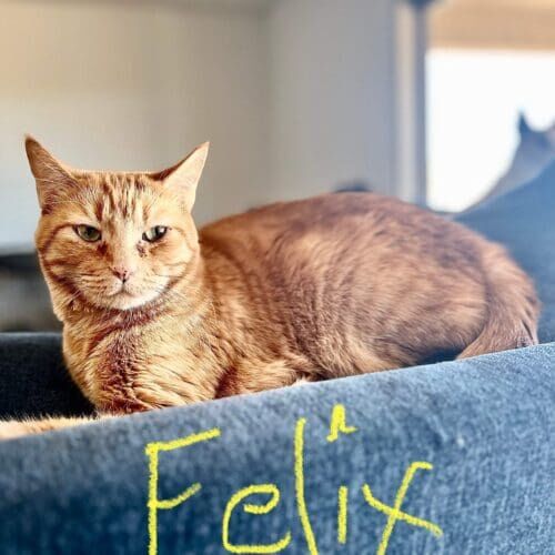 Orange cat named Felix relaxing during a pet sitting visit in Litchfield Park Arizona