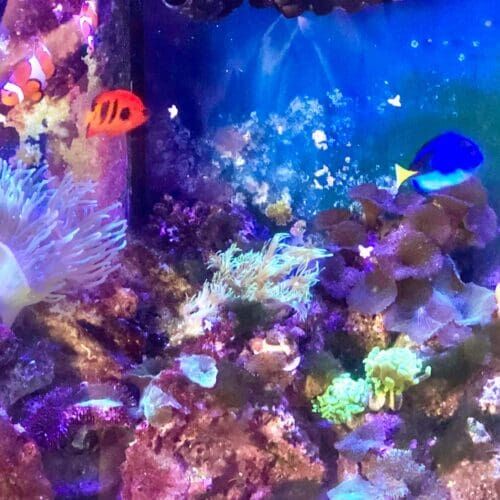 Saltwater aquarium fish receiving daily feeding during a pet sitting visit in Peoria Arizona