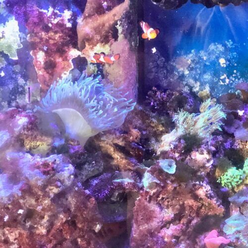 Fish receiving daily feeding during a pet sitting visit in Glendale Arizona