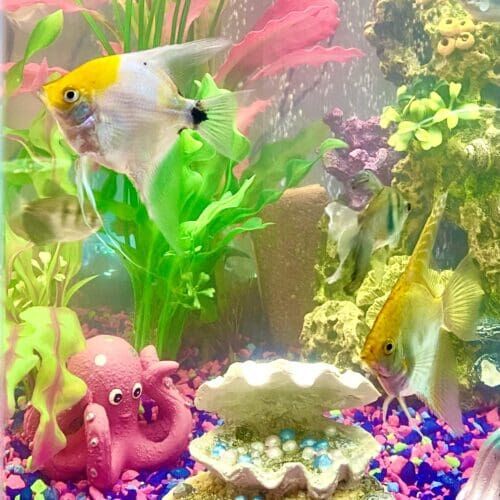 Freshwater angelfish during a feeding visit in Glendale Arizona