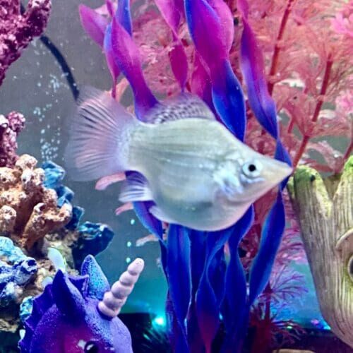 Balloon belly molly fish in an aquarium receiving feeding during an in-home pet sitting visit in Glendale Arizona