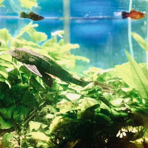 Plecostomus fish receiving feeding during a pet sitting visit in Phoenix Arizona