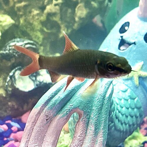 Freshwater red tail shark receiving feeding during a pet sitting visit in Glendale Arizona