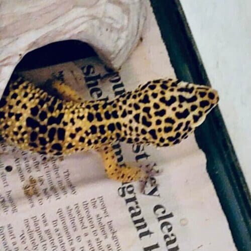 Gecko during a pet sitting visit in Glendale Arizona