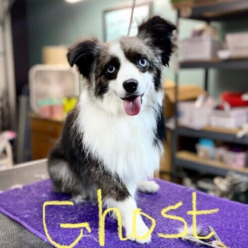 Toy Australian Shepherd named Ghost receiving a professional grooming service in Glendale Arizona.