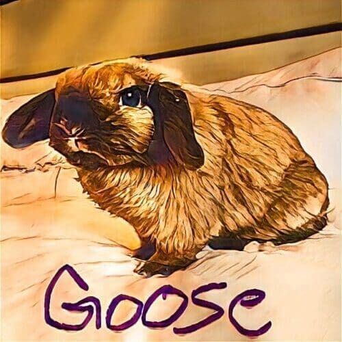 Rabbit named Goose resting during a pet sitting visit in Glendale Arizona