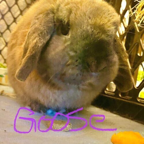 Rabbit named Goose during an in-home pet sitting visit in Glendale Arizona