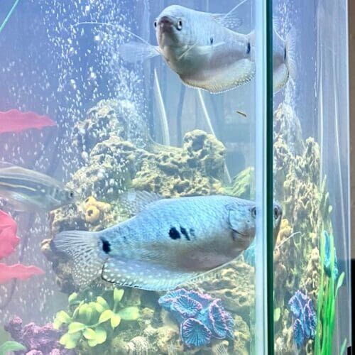 Gourami fish receiving feeding during a pet sitting visit in Peoria Arizona