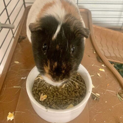 Guinea pig feeding during a pet sitting visit in Peoria Arizona