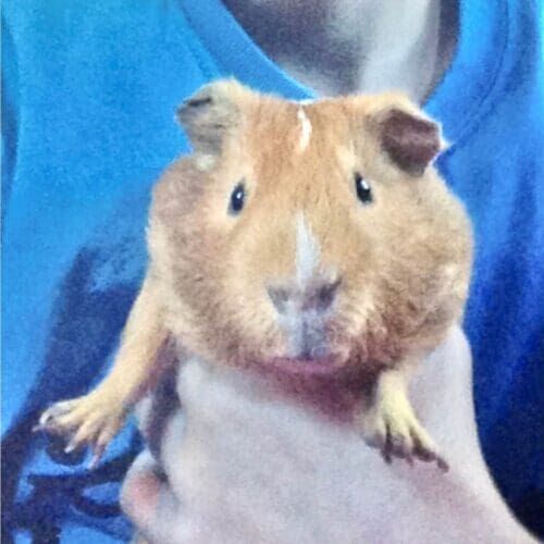 Guinea pig during a pet sitting visit in Glendale Arizona