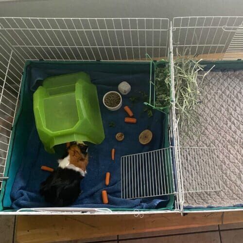 Guinea pig enclosure cleaning during a pet sitting visit in Peoria Arizona