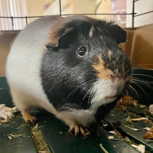 Guinea pig during a pet sitting visit in Phoenix Arizona