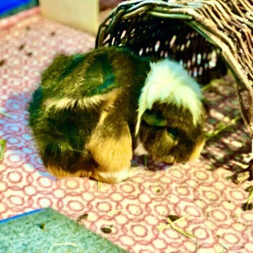Guinea pig during an in-home pet sitting visit in Glendale Arizona