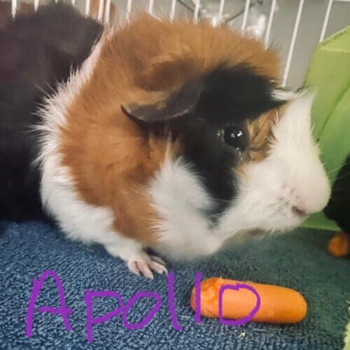 Tri-colored guinea pig during a drop-in pet sitting visit in Sun City Arizona