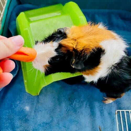 Guinea pig eating carrots during a pet sitting visit in Phoenix Arizona