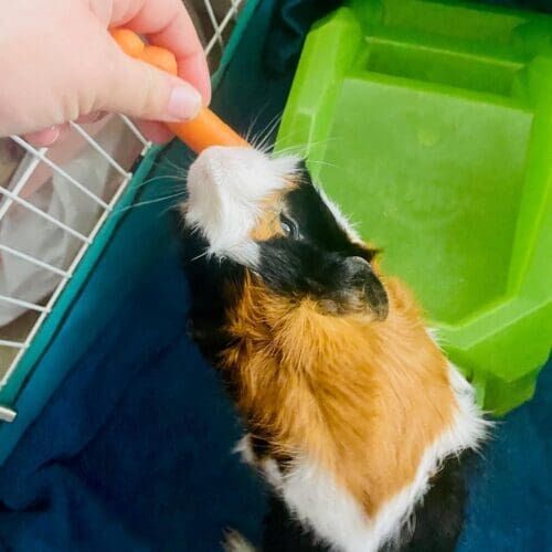 Guinea pig eating carrots during a pet sitting visit in Glendale Arizona