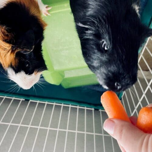 Guinea pigs receiving carrots feeding during an in-home pet sitting visit in Phoenix Arizona