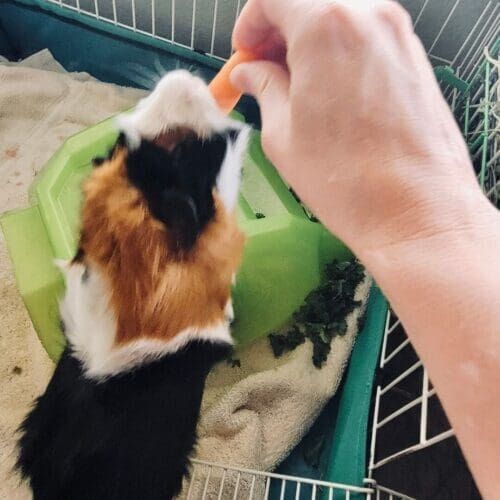 Guinea getting a carrot pig during a pet sitting visit in Glendale Arizona