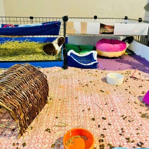 Guinea pig during an in-home pet sitting visit in Phoenix Arizona
