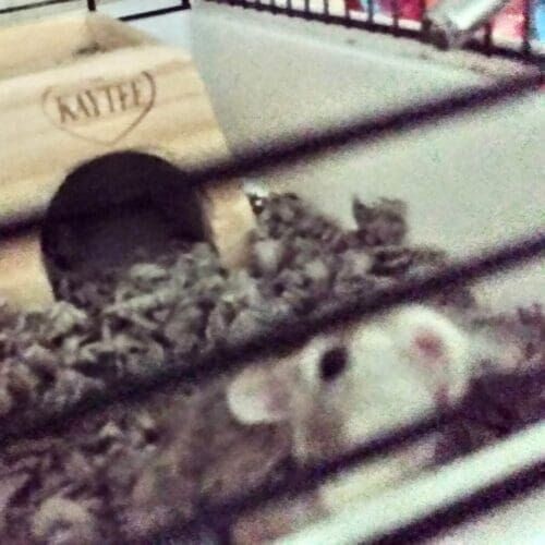 Hamster during a pet sitting visit in Phoenix Arizona