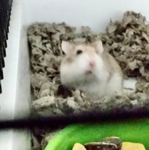 Hamster during a pet sitting visit in Glendale Arizona