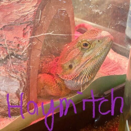 Bearded dragon named Haymitch during an in-home pet sitting visit in Phoenix Arizona