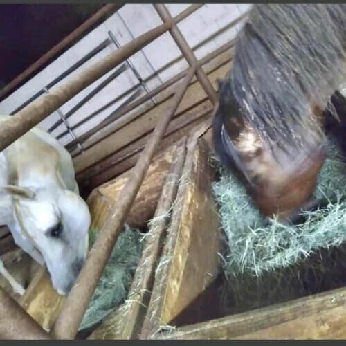 Horse feeding during a pet sitting visit in Glendale, AZ