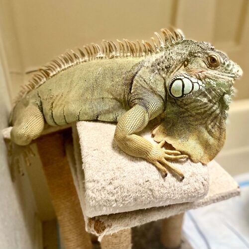 Large Iguana feeding and care during an at home pet sitting visit in Glendale AZ