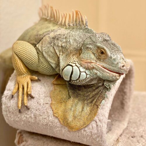 Iguana during a pet sitting visit in Phoenix Arizona