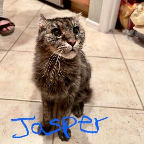 Senior cat named Jasper receiving medication during a pet sitting visit in Peoria Arizona