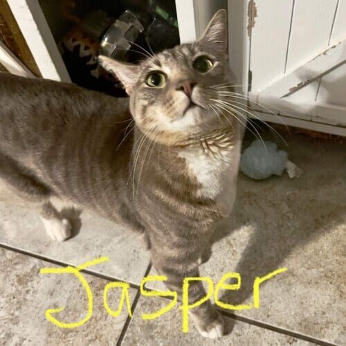 Cat named Jasper curiously watching the pet sitter during live-in pet sitting in Youngtown Arizona