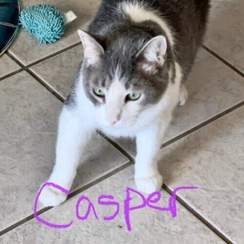 Grey and white cat named Casper during a drop-in pet sitting visit in Sun City Arizona