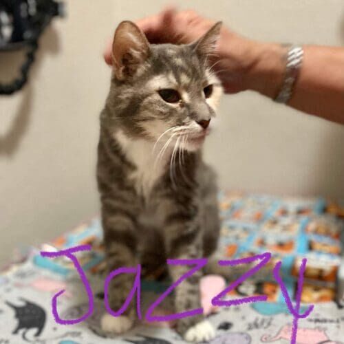 Cat named Jazzy getting some pets during in home overnight pet sitting in Litchfield Park Arizona