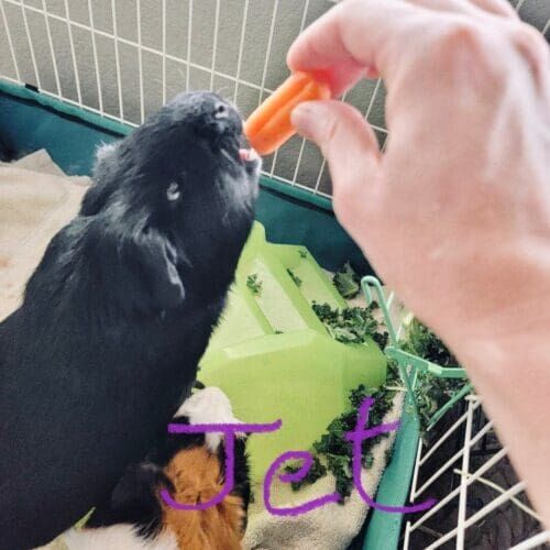 Guinea pig named Jet during a pet sitting visit in Peoria Arizona