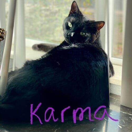 Black cat named Karma being fed and cared for during an in-home pet sitting visit in Phoenix Arizona