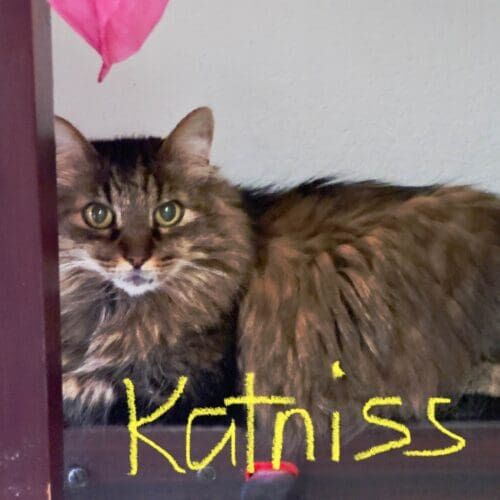 Cat named Katniss receiving in-home care during a pet sitting visit in Sun City Arizona