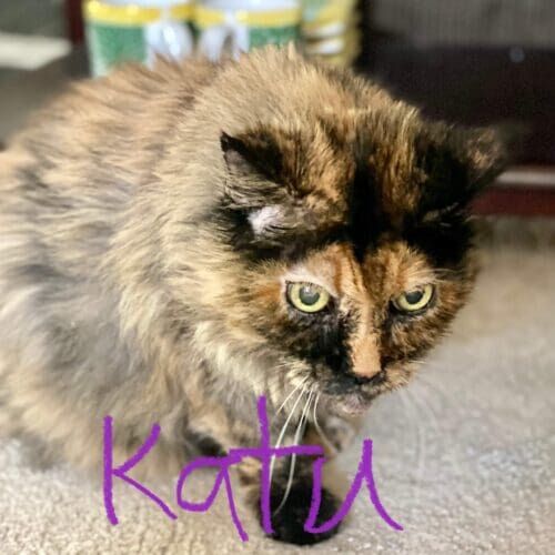 Brown and black cat named Katu receiving in-home care during a pet sitting visit in Phoenix Arizona