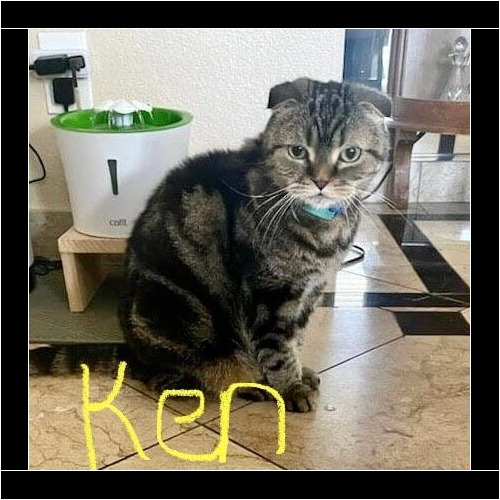 Cat named Ken relaxing during a pet sitting visit in Glendale Arizona
