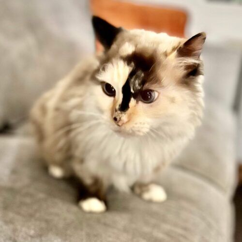 Young kitten receiving care during a pet sitting visit in Glendale Arizona