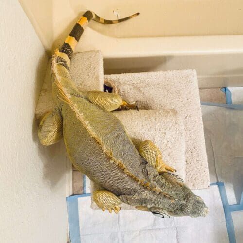 Large Iguana feeding and care during an at home pet sitting visit in Glendale AZ