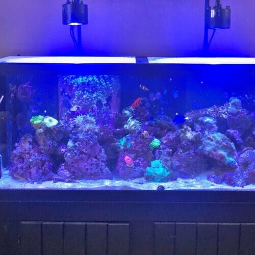 Large saltwater aquarium during a feeding visit in Glendale Arizona