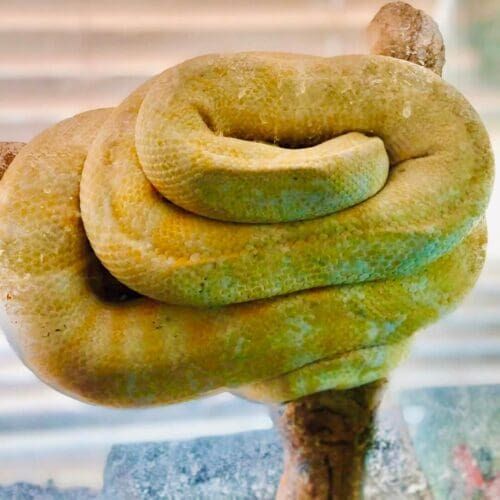 Large snake during a pet sitting visit in Phoenix Arizona